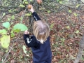 Picking Apples